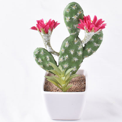 Simulación de mini cactus suculentos. 