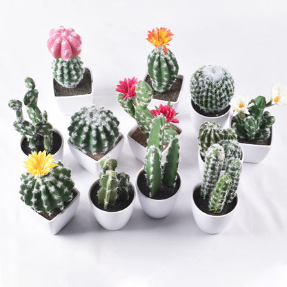 Simulación de mini cactus suculentos. 