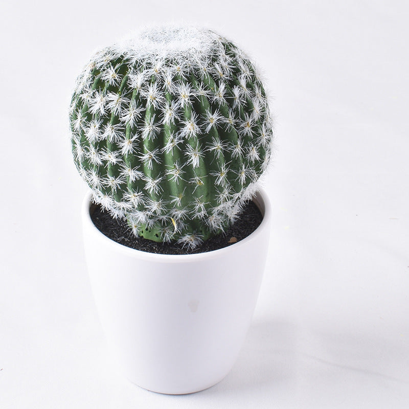 Simulación de mini cactus suculentos. 