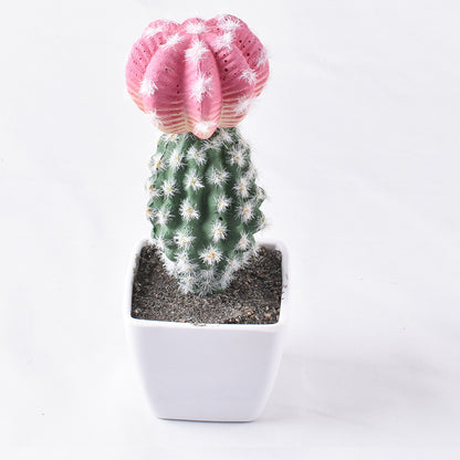 Simulación de mini cactus suculentos. 