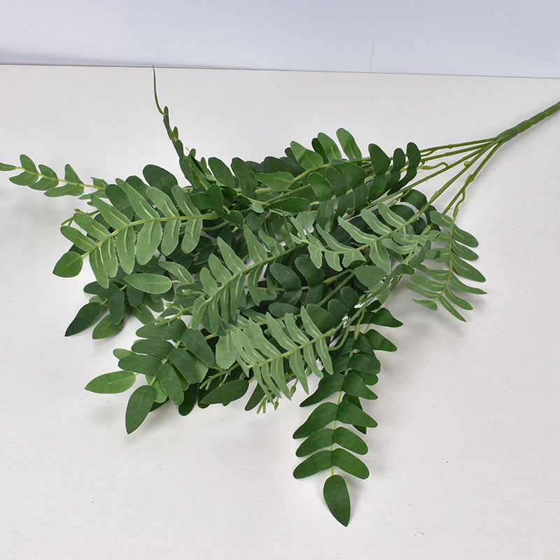 5 bunches of Sophora japonica leaves