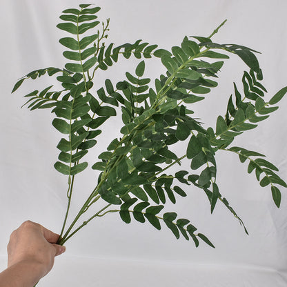 5 bunches of Sophora japonica leaves