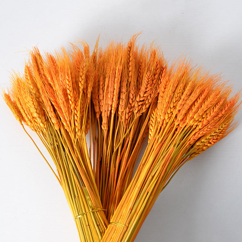 Golden natural wheat ears dried flower plants wholesale