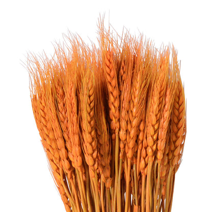 Golden natural wheat ears dried flower plants wholesale