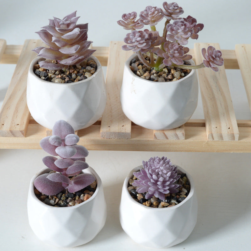 Purple flocking simulation succulent plants