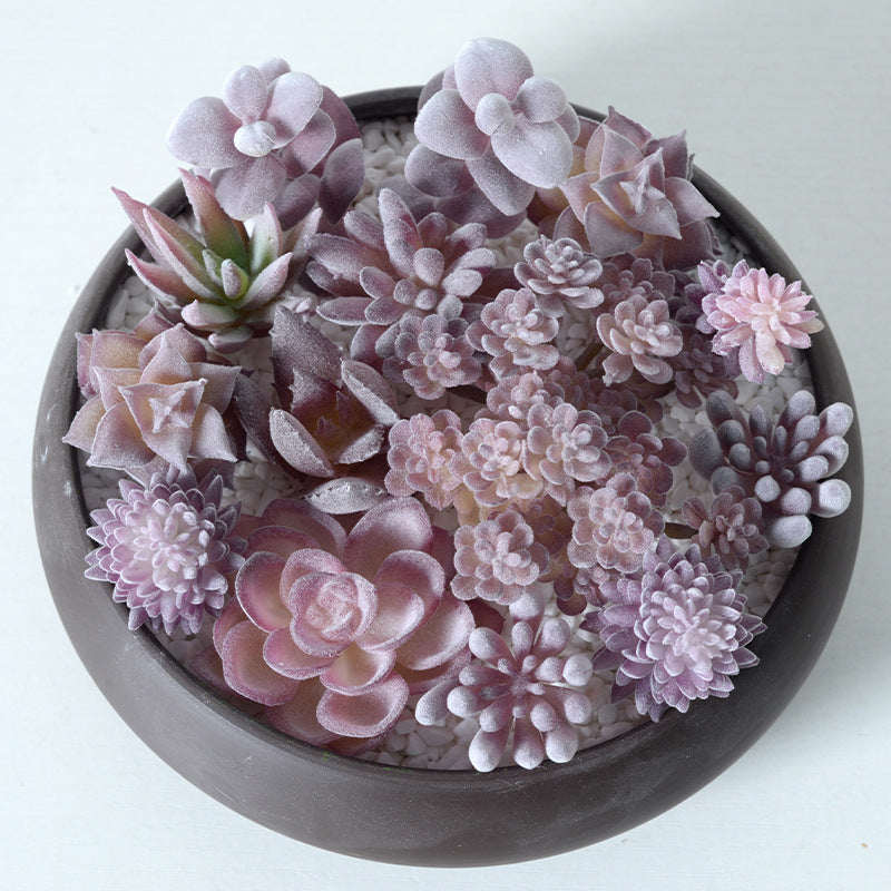 Purple flocking simulation succulent plants