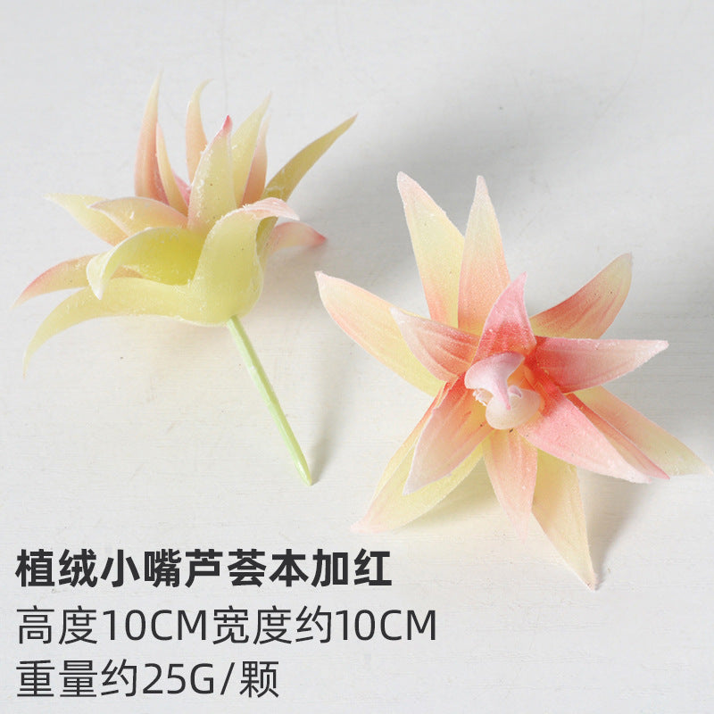 White flocking simulation succulent plants