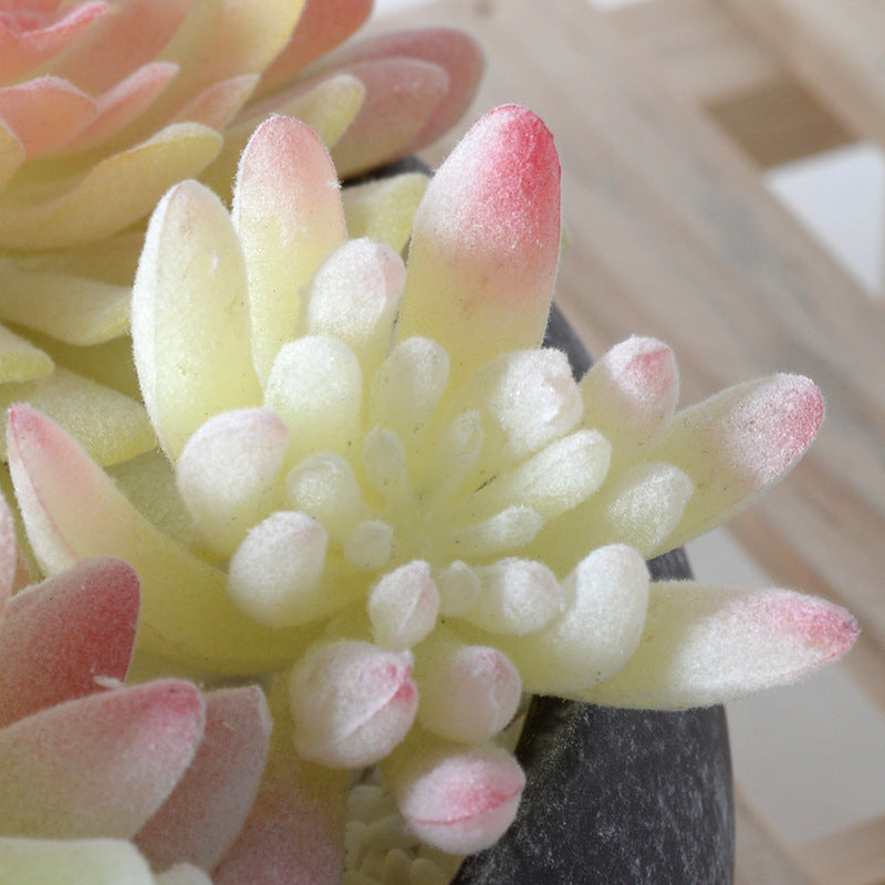 White flocking simulation succulent plants