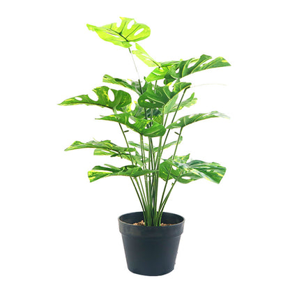 Turtle Leaf Simulation Green Plant